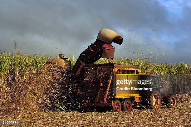 Sugar cane is harvested on a farm in Bundaberg, Queensland, Australia, on Thursday, Aug. 13, 2009. The 86 percent surge in sugar prices this year...