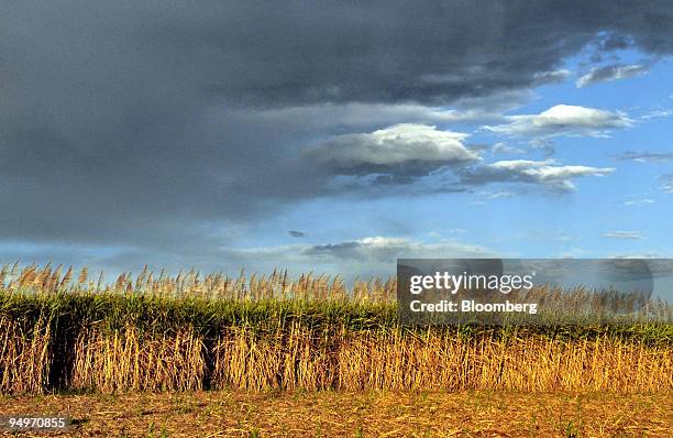 Crop of sugar cane grows on a farm in Bundaberg, Queensland, Australia, on Thursday, Aug. 13, 2009. The 86 percent surge in sugar prices this year...
