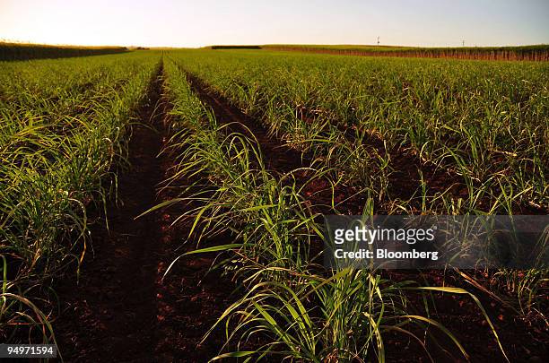 Young crop of sugar cane grows on a field in Bundaberg, Queensland, Australia, on Friday, Aug. 14, 2009. The 86 percent surge in sugar prices this...