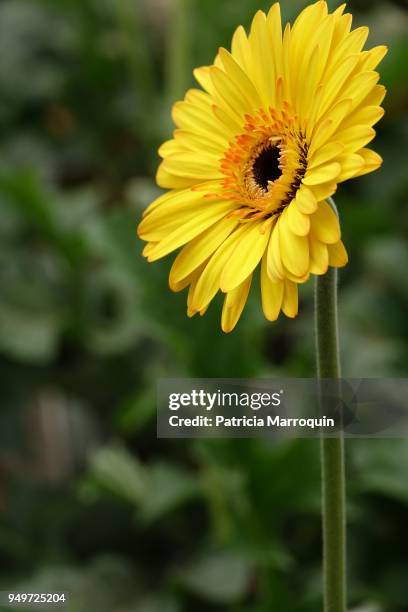 yellow gerbera daisy - carpinteria stock pictures, royalty-free photos & images