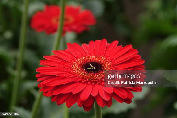 red gerbera daisy - carpinteria stock pictures, royalty-free photos & images