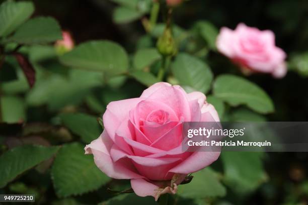 pink rose in garden - carpinteria stock pictures, royalty-free photos & images