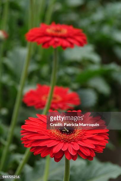 3 red orange gerbera daisies - carpinteria stock pictures, royalty-free photos & images