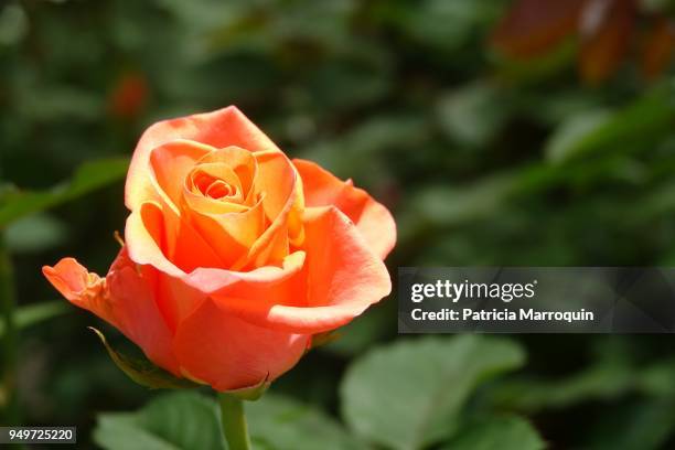 vibrant orange rose - carpinteria stock pictures, royalty-free photos & images