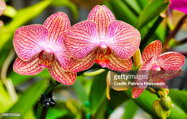 3 red and yellow orchids - carpinteria stock pictures, royalty-free photos & images