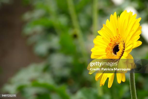 yellow gerbera daisy - carpinteria stock pictures, royalty-free photos & images