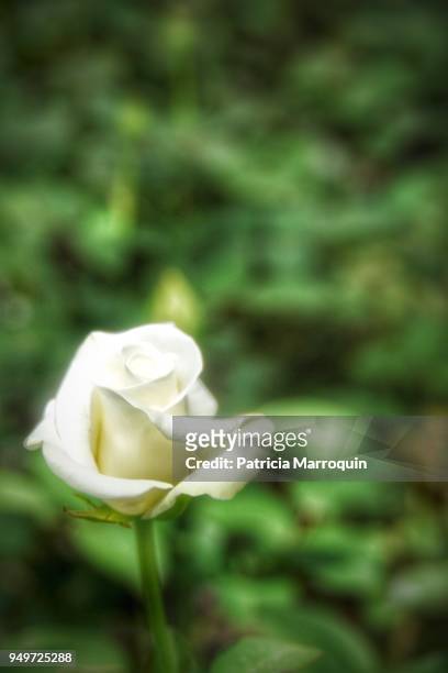 white rose - carpinteria stock pictures, royalty-free photos & images
