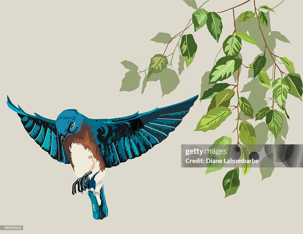 Eastern Bluebird & Birch