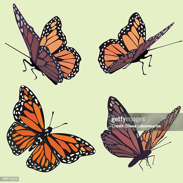 monarch-butterflies-in-four-