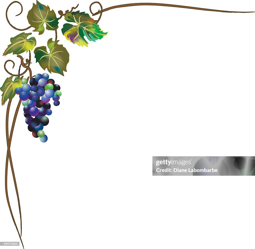 Gradient Mesh Grapevine Stylized Corner Element Isolated On White High-Res  Vector Graphic - Getty Images