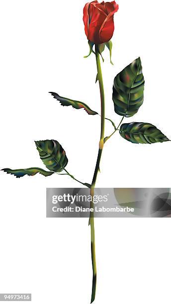 red rose - long stem flowers stock illustrations