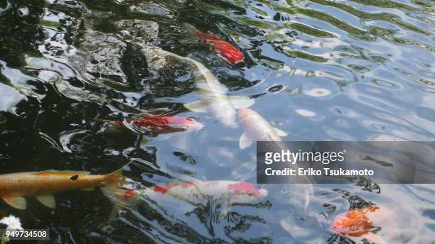 colorful koi carp fishes swimming in the pond - carp ストックフォトと画像