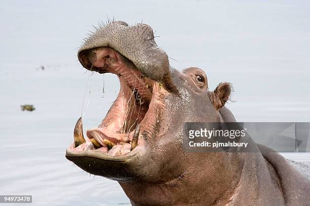 a hippopotamus with its mouth open while in the water - hippopotamus stock pictures, royalty-free photos & images
