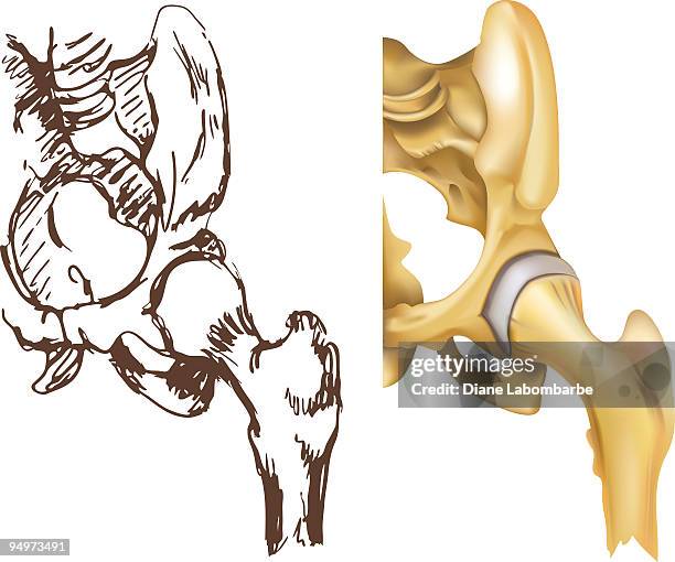 hip joint - pelvic stock illustrations