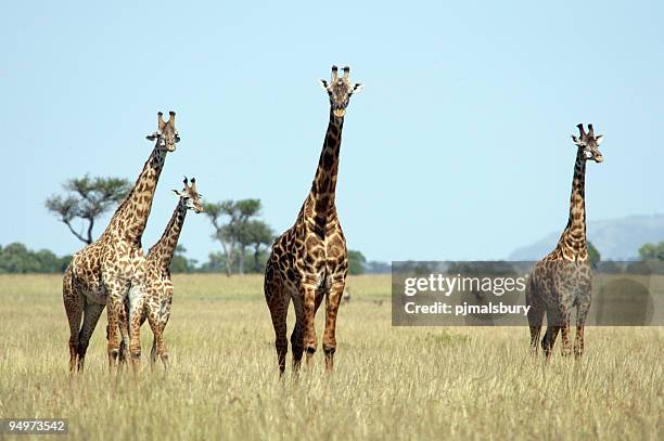 torre di giraffa - south africa foto e immagini stock