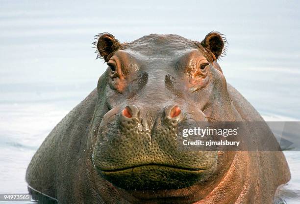 fat hippo - hippopotame photos et images de collection