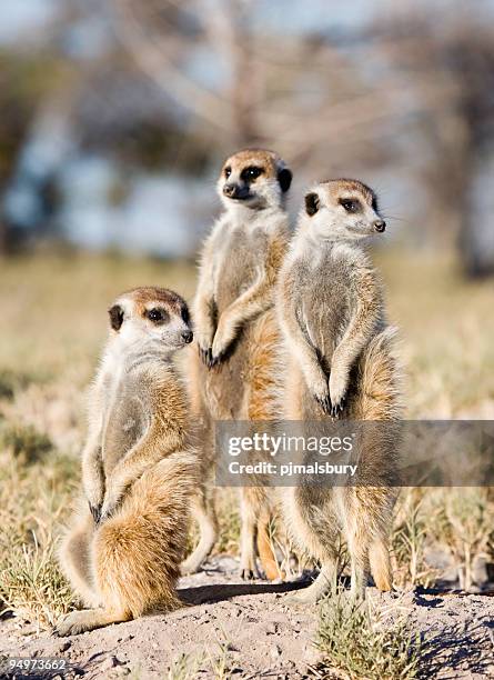 meerkat trio - meerkat stock pictures, royalty-free photos & images