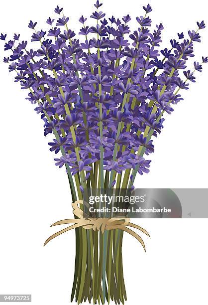 ilustraciones, imágenes clip art, dibujos animados e iconos de stock de ramo de flores de lavanda largo debiera atada con densidad bow - lavanda