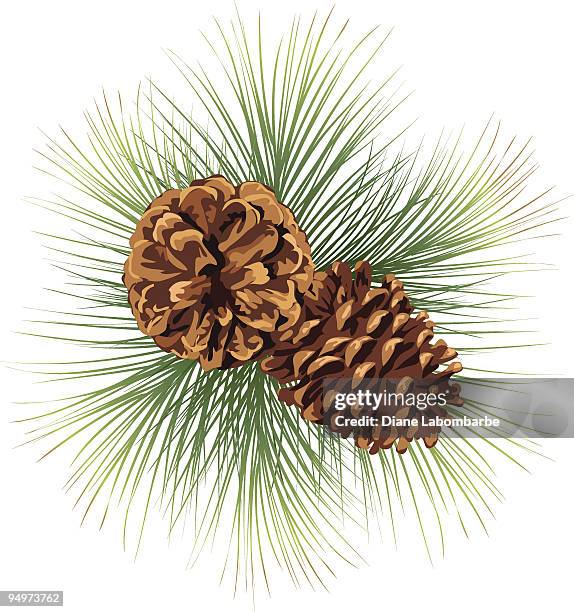 pine cones on evergreen sprig illustration isolated on white - needle plant part stock illustrations