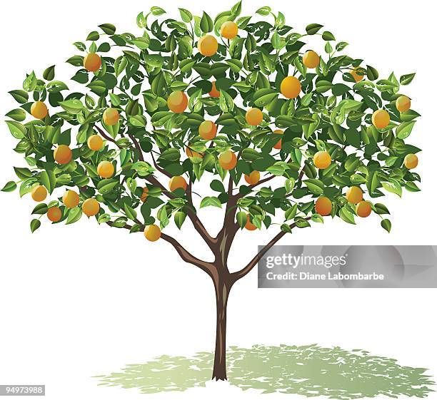 stockillustraties, clipart, cartoons en iconen met orange tree full bloom with leaves and fruit casting shadow - citrusvrucht