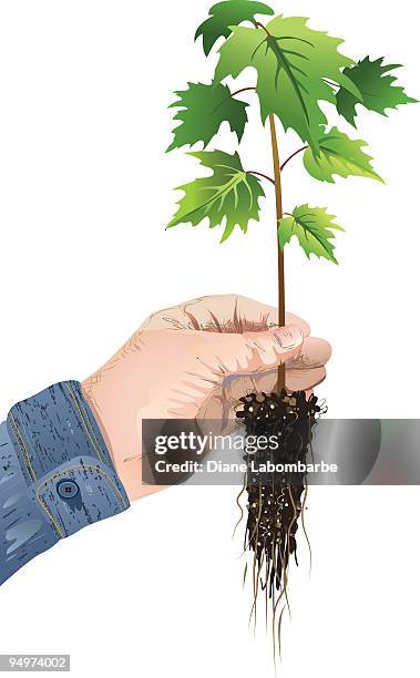 arbor day maple tree. - maple tree stock illustrations