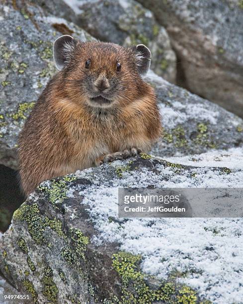 pika in snow covered rocks - jeff goulden stock pictures, royalty-free photos & images