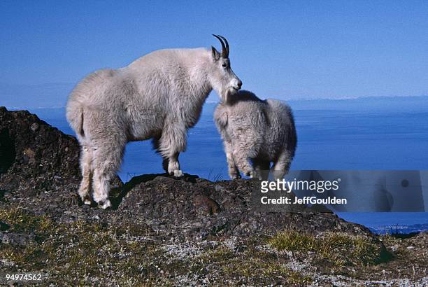 nanny goat and kid on a ridge - jeff goulden stock pictures, royalty-free photos & images
