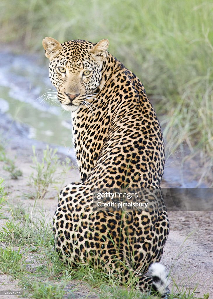 Jaguar sitting with his head turned back