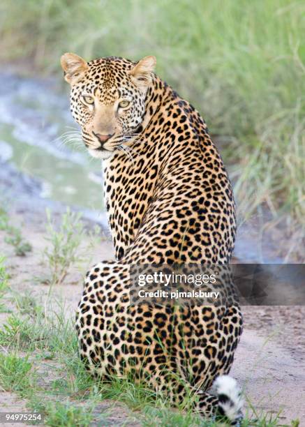 jaguar sitting with his head turned back - kruger national park south africa stock pictures, royalty-free photos & images