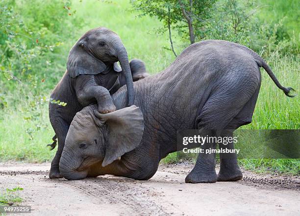 elephants playing together in jungle - kruger national park stockfoto's en -beelden