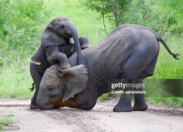 elephants playing together in jungle - kruger national park south africa stock pictures, royalty-free photos & images