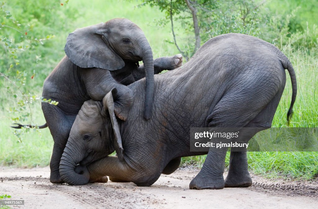 Elephant Klettern frame