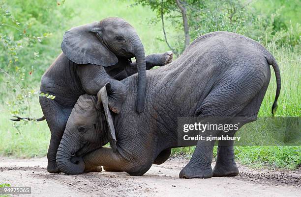 elephant climbing frame - five animals stock pictures, royalty-free photos & images