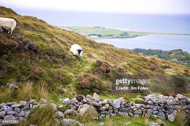 croagh patrick sheep - spreading mayo stock pictures, royalty-free photos & images
