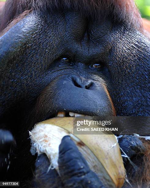 Malaysia-environment-wildlife-orangutan,FEATURE, by Beh Lih Yi An elderly orangutan eats a coconut at a Malaysian orangutan sanctuary in Bukit Merah...