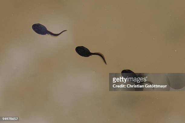 three black polliwogs - tadpole stock pictures, royalty-free photos & images