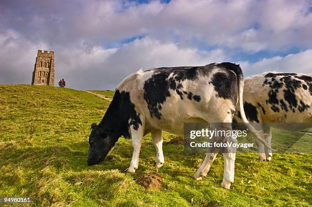 cattle on glastonbury tor - glastonbury tor stock pictures, royalty-free photos & images