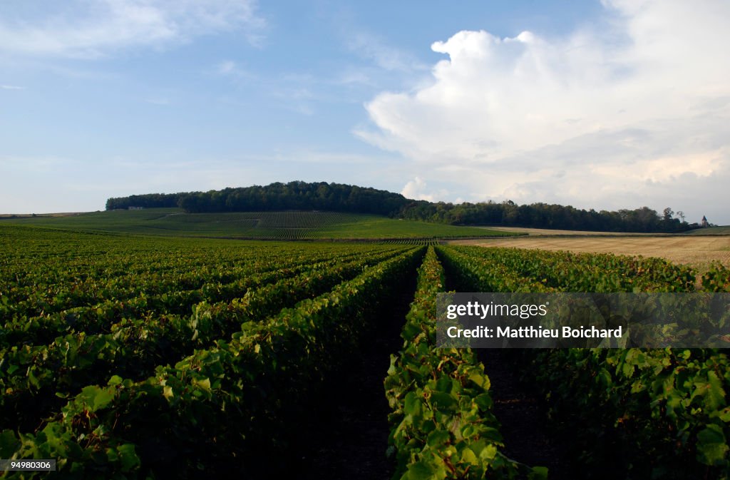 Champagne vineyards