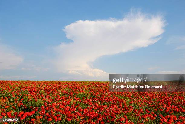 red poppies in champagne's field with curved cloud - poppy field stock pictures, royalty-free photos & images