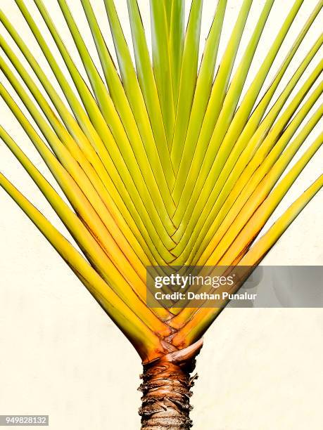 ravenala madagascariensis - ravenala madagascariensis stock pictures, royalty-free photos & images