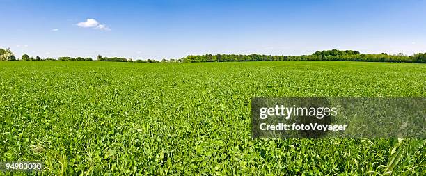 in clover field under blue skies - clover stock pictures, royalty-free photos & images