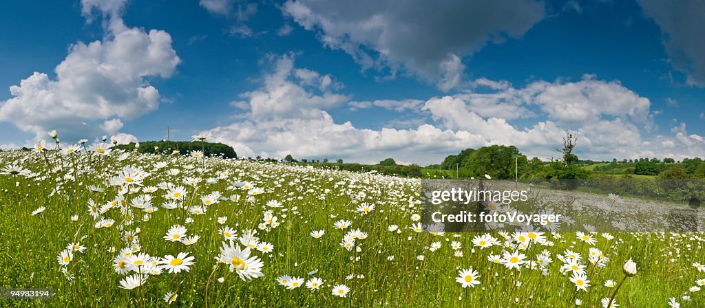 Idyllic meadow under summer skies