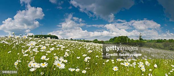 idyllic meadow under summer skies - ox eye daisy stock pictures, royalty-free photos & images