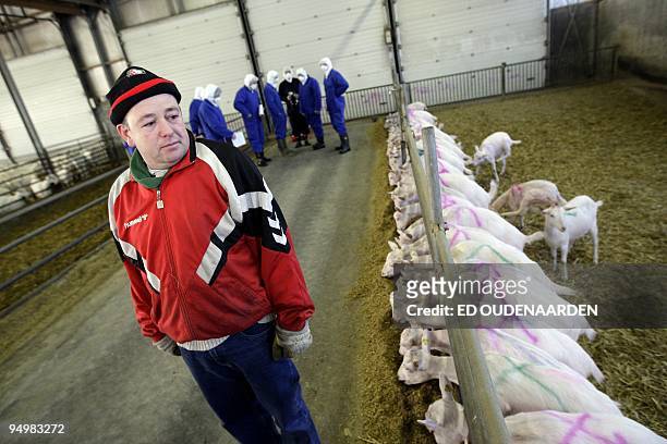 Dutch farmer Henk Van Loon watches his goats at his farm in Vinkel on December 21, 2009. The company of Henk is the first farm where the goats will...
