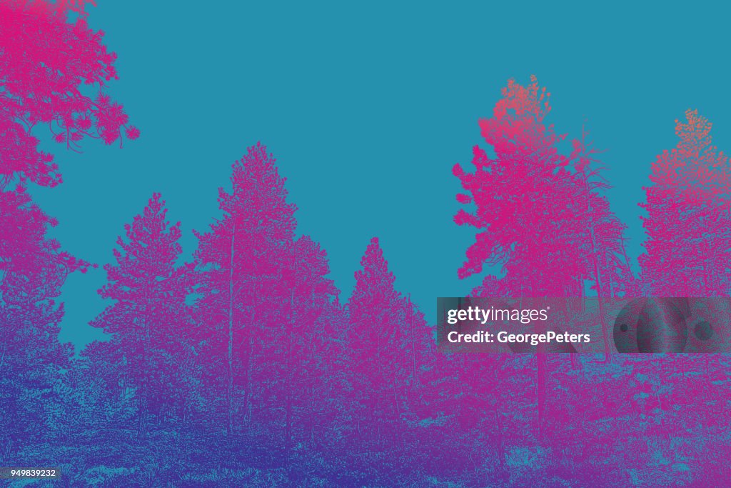 Pine trees at Bryce Canyon National Park