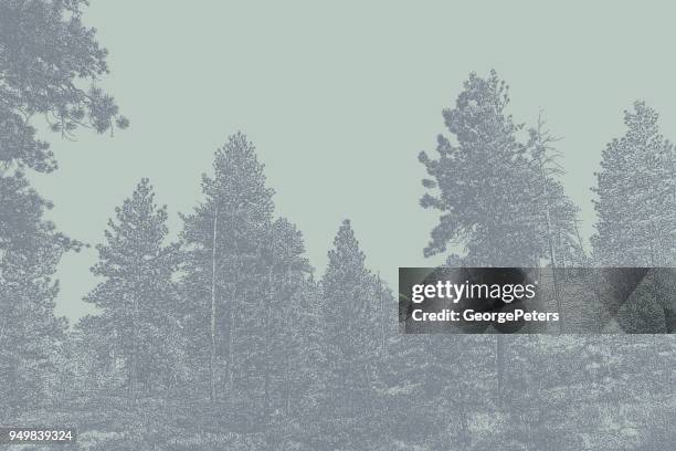 pine trees at bryce canyon national park - pinus taeda stock illustrations