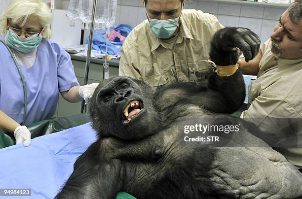 Veterinarians prepare the Budapest Zoo�s oldest gorilla, Liesel ready for an operation in Budapest on January 15, 2009. The surgery became necessary...