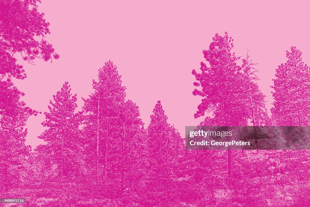 Pine trees at Bryce Canyon National Park