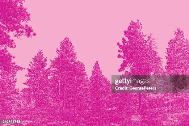 pine trees at bryce canyon national park - pinus taeda stock illustrations