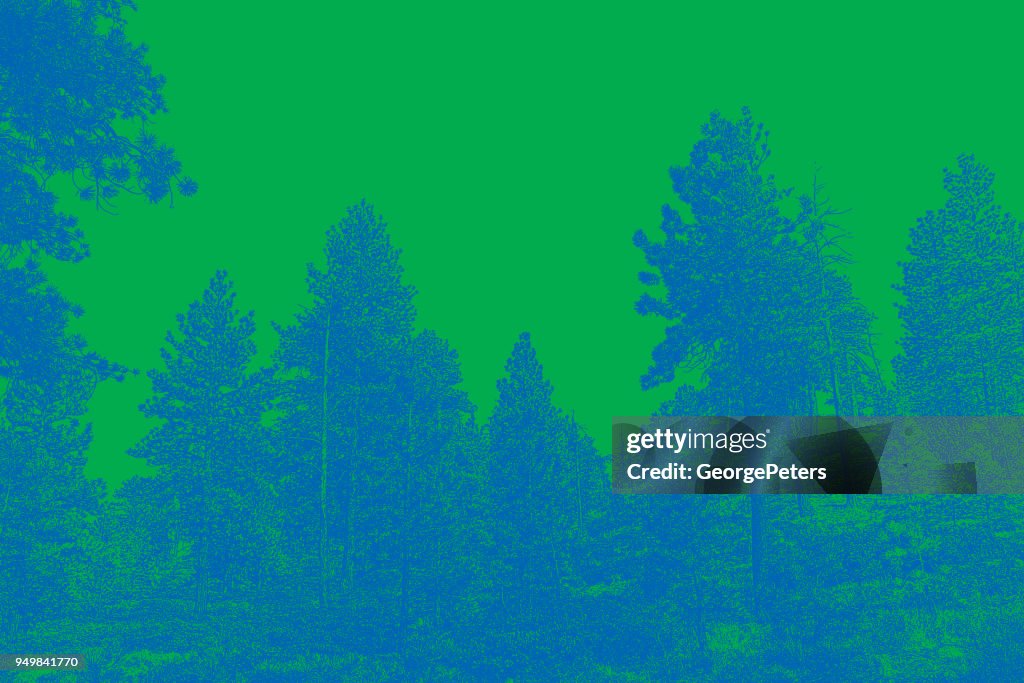 Pine trees at Bryce Canyon National Park